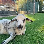 Farmház - La Campagna Di San Francesco *