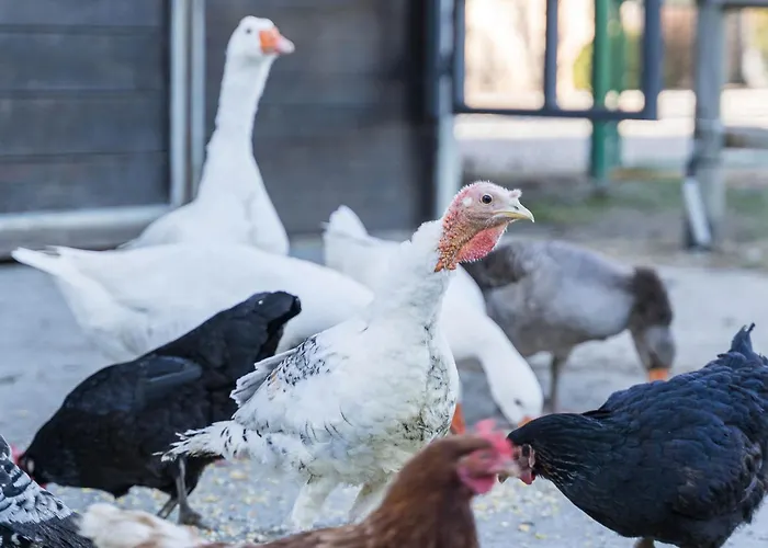 - La Campagna Di San Francesco 아시시