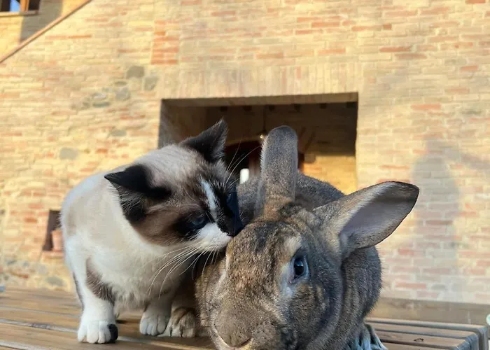 - La Campagna Di San Francesco Assisi